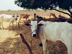 Help Veera Brahmendra Goshala and save gomathas