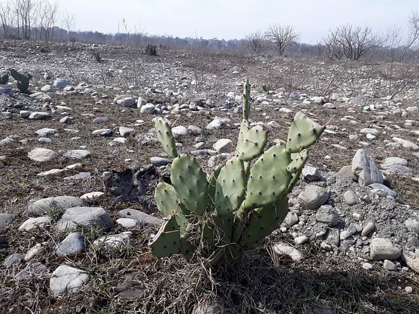 Help Us Rejuvenate a Himalayan River
