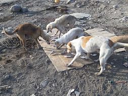 Over 450 Dogs are dying at Navi Mumbai Airport Site!
Help them!