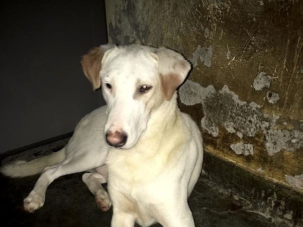 Shelter and Care for Lola