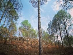 Help Malsain Hills Become A Sustainable Model For Rural Himalayas
