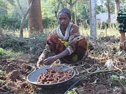 Help Paderu Tribal farmers to boil and polish turmeric