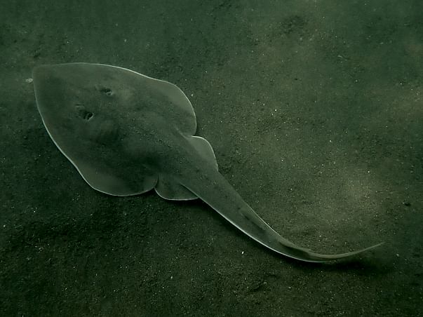 Help Conserve One Of India’s Enigmatic Marine Species