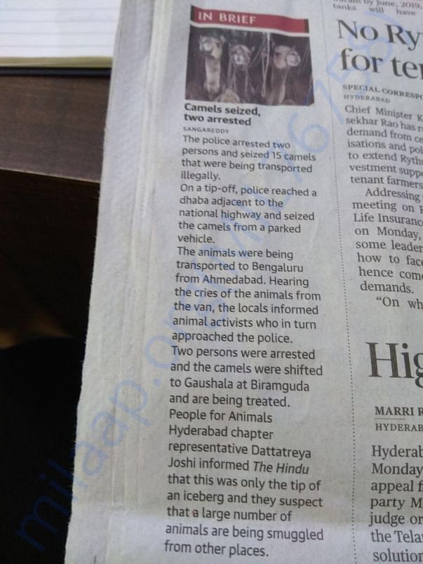 Newspaper article