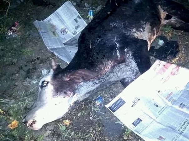 Help Animals Needs Water