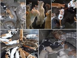Help 350+ Animals Get Water This Summer