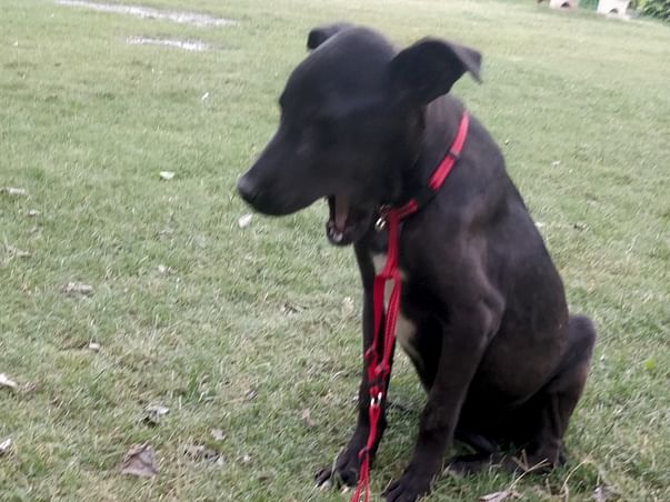 Help for voiceless