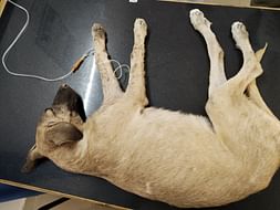 Help Stray Puppies fight back viral infection