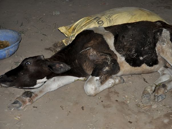 Animals At Doon Animal Welfare Needs Your Help