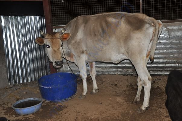 picture of animals at recovery center