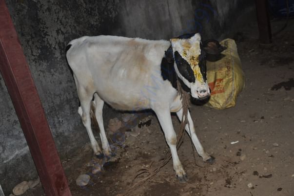 injured calf, got maggots infected after some days of dog bite