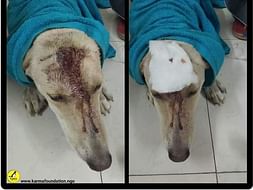 Need your's help for sustainable lifestyle for cats and dogs.