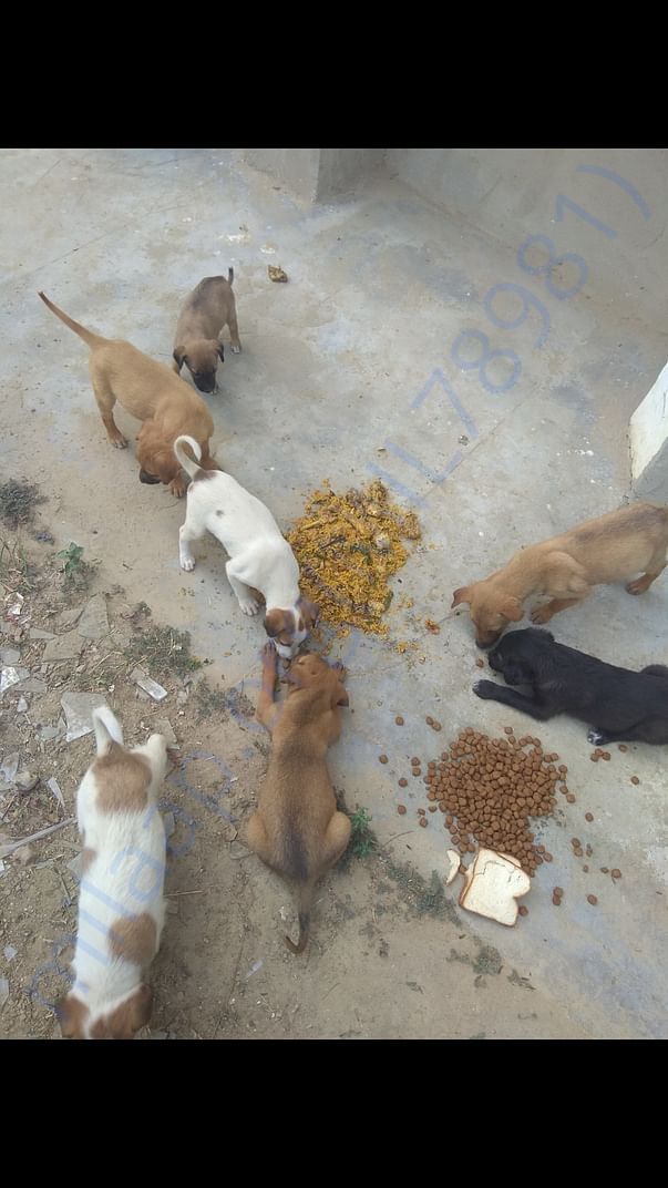 Feed strays every day.