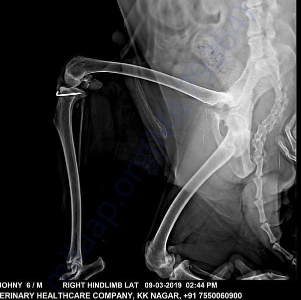 X-Ray prior to surgery - 9.3.2019