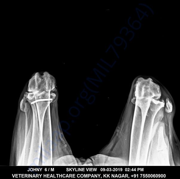 Xray prior to surgery - 9.3.2019