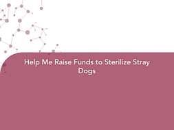 Help Me Raise Funds to Sterilize Stray Dogs