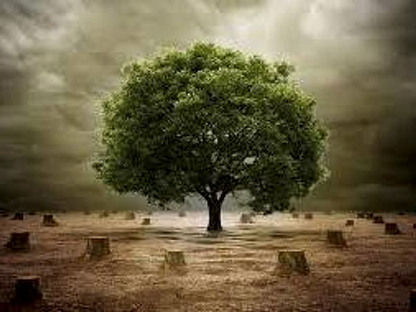 We need help to 1000 tress growth in Village