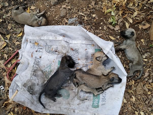 Please Paws a Minute for these abandoned 10 days old pups 😞