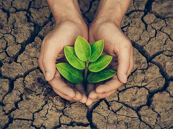 Support us to buy & plant more trees Because It will help us in future