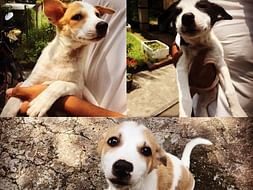 Build a School Animal Shelter that Employs at-risk Teens