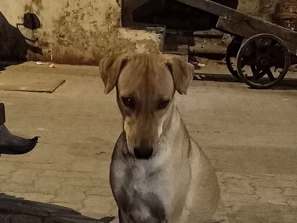 Help Me Treat Stray Animals