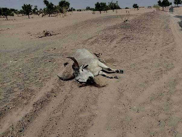 Help Drought-hit Dying Cows In Rajasthan