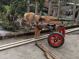 Help in treatment of rescued animals