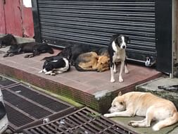 Help us Save Indian Street Dogs