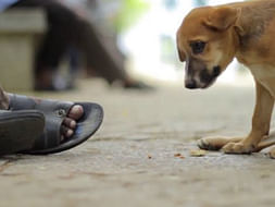 Plz help us!!!
Helping ill street dogs who are suffering !!!