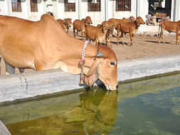 Please help Cows from the Heat!