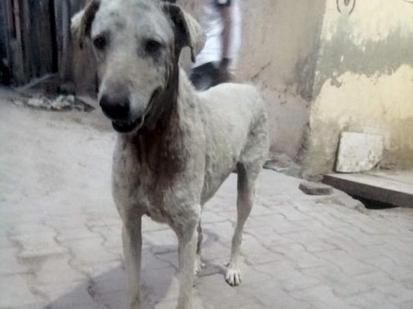 Help us help strays