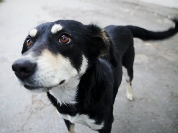 Save Dogs from Dying in Accidents! Help for Reflective Collar Drive!