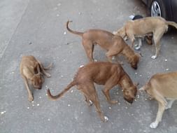 Help for street dogs and cats