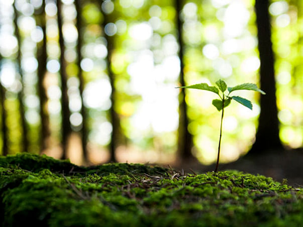 Green Earth Revolution for a better future