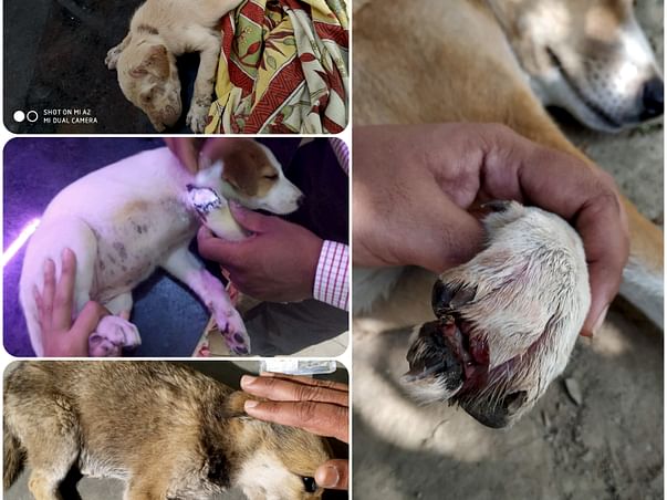 Support Stray Dogs Get Treated