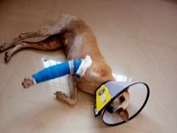 Help the Voiceless