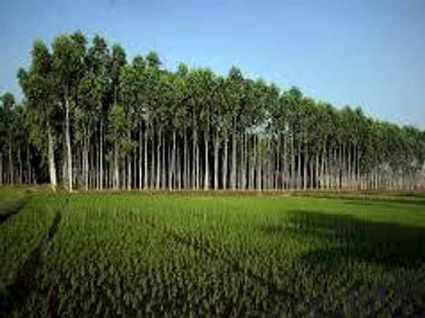 LET'S PLANT A TREE