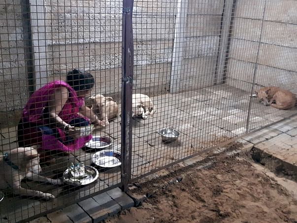 Construction and renovation of our Stray Dog Home DUGGU'S SHELTER HOME