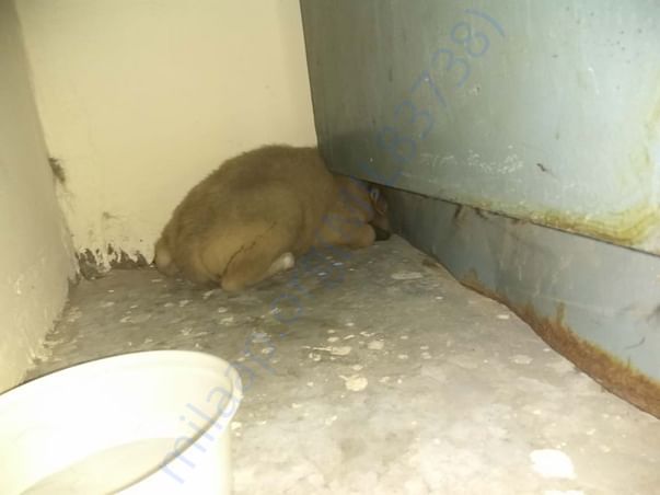 When Ronnie was rescued.