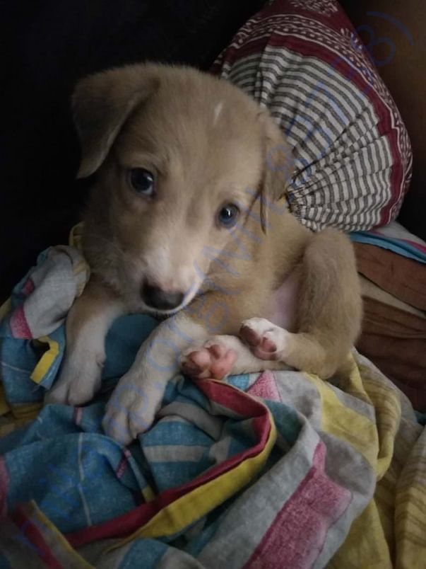 Ronnie After rescue.