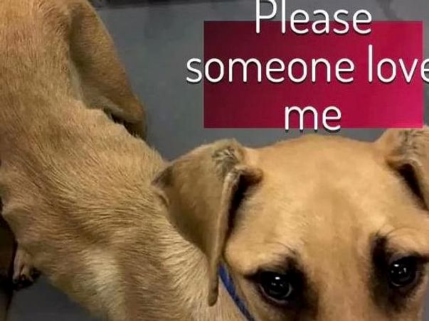 Help me save street dogs