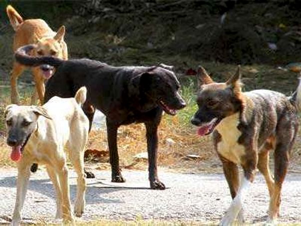 Help Raise funds for the Stray Dogs