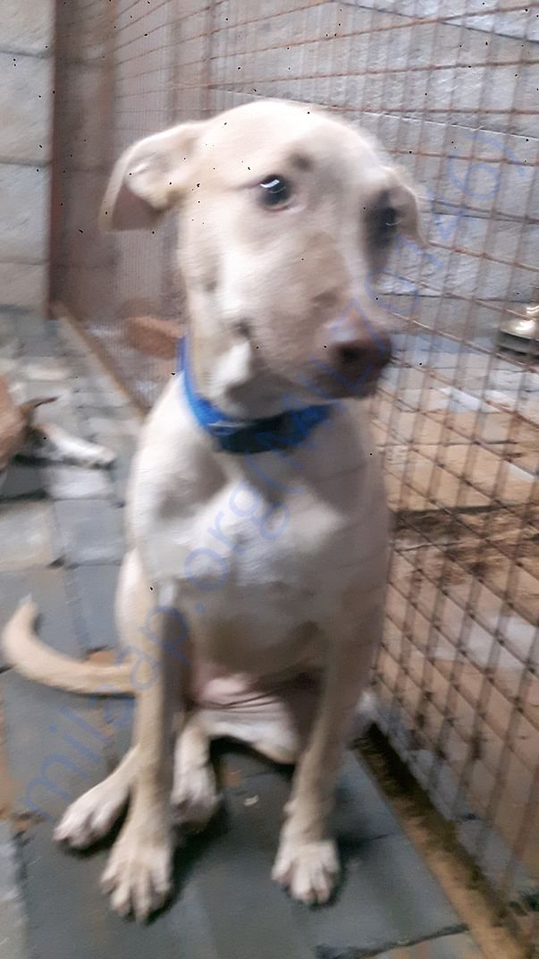 Pictures of our Babies in Shelter Home and the Present status