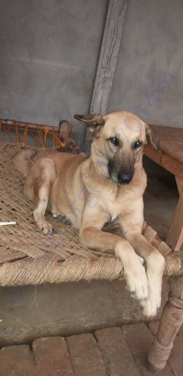 Our Rescued Baby Anatolian Shepherd