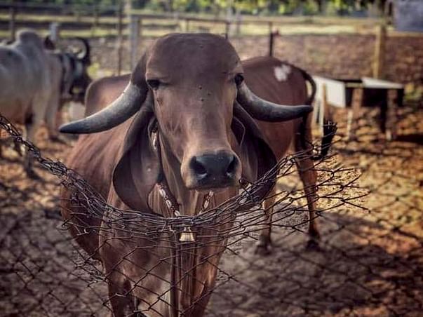 Support Ketan To Build A Gaushala
