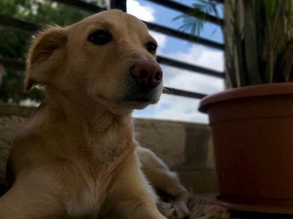Relocation of Sam from India to South Africa