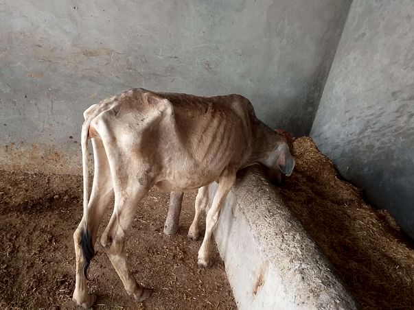 Help cows for Food,Water and Medical