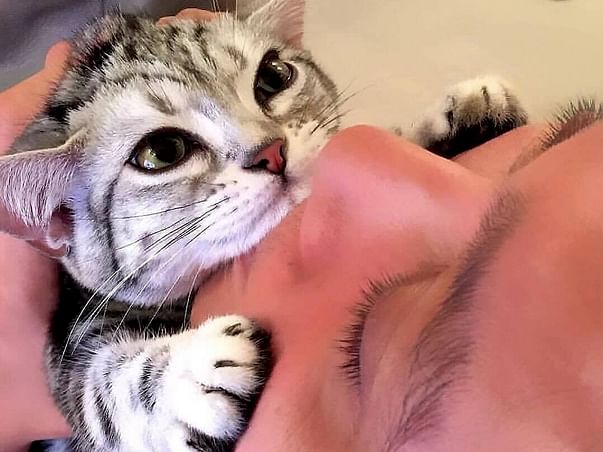 Help The Cats