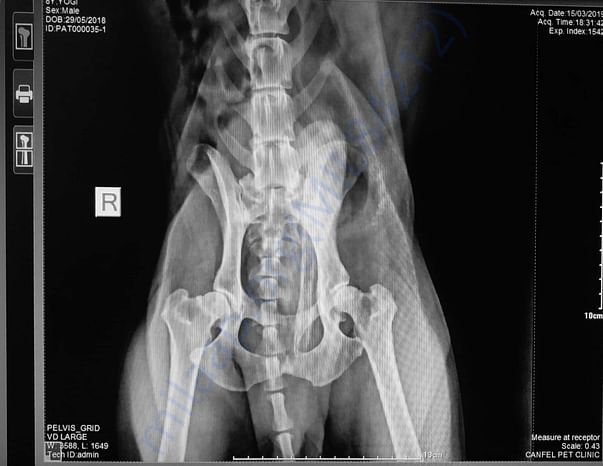 Yogi XRAY
