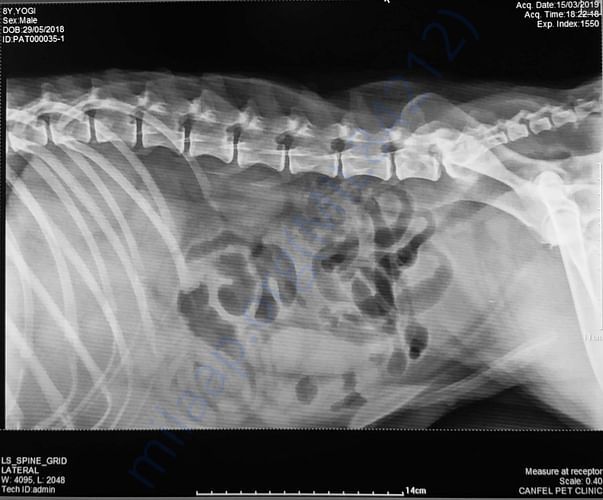 YOGI XRAY2